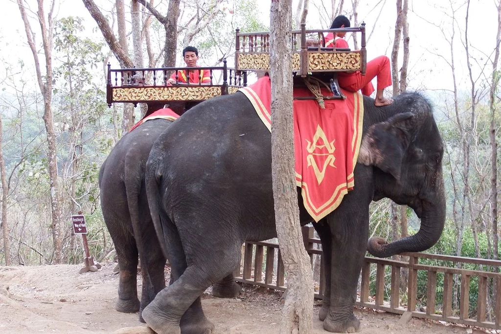 Słonie sfotografowane w kompleksie Angkor przez autora jeszcze w 2016 roku