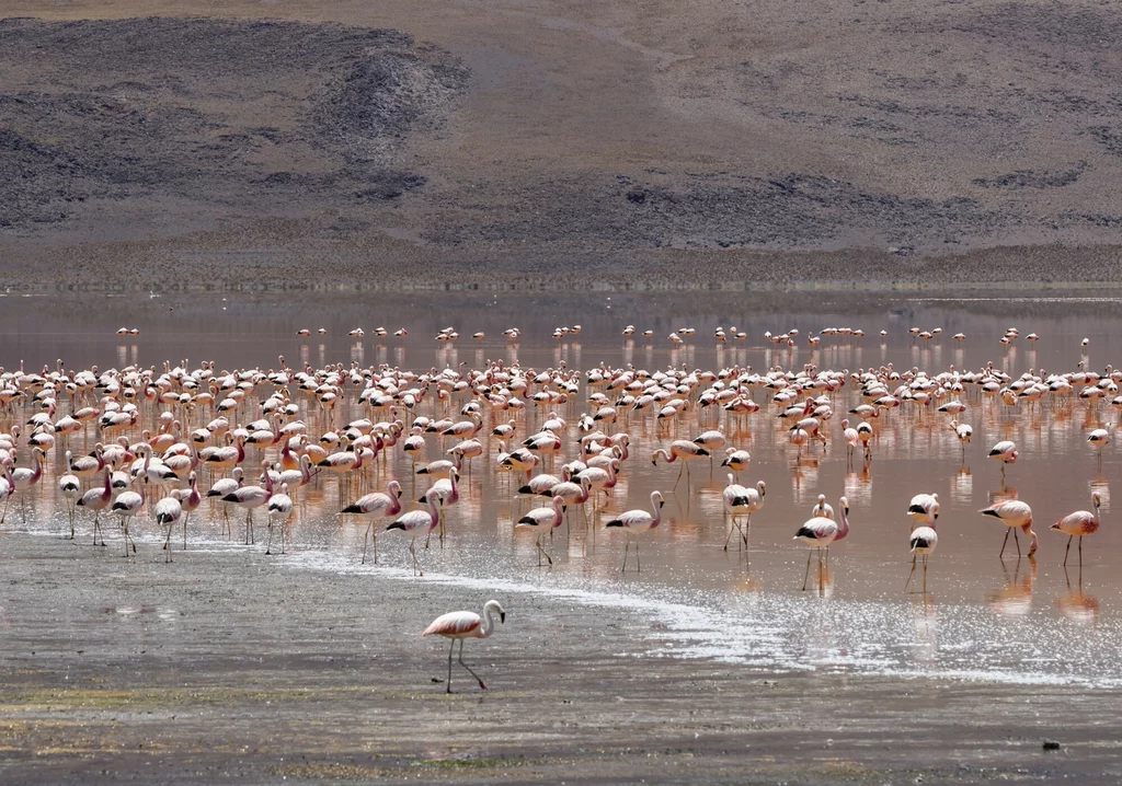 Flamingi andyjskie w Boliwii