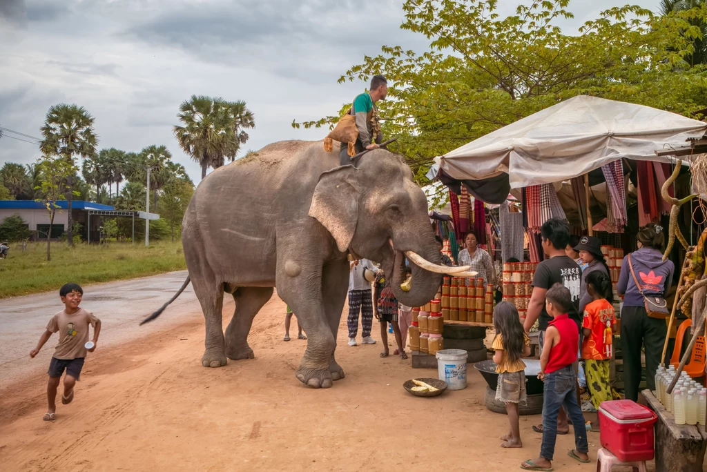 Słoń ze swoim mahutem w Kambodży