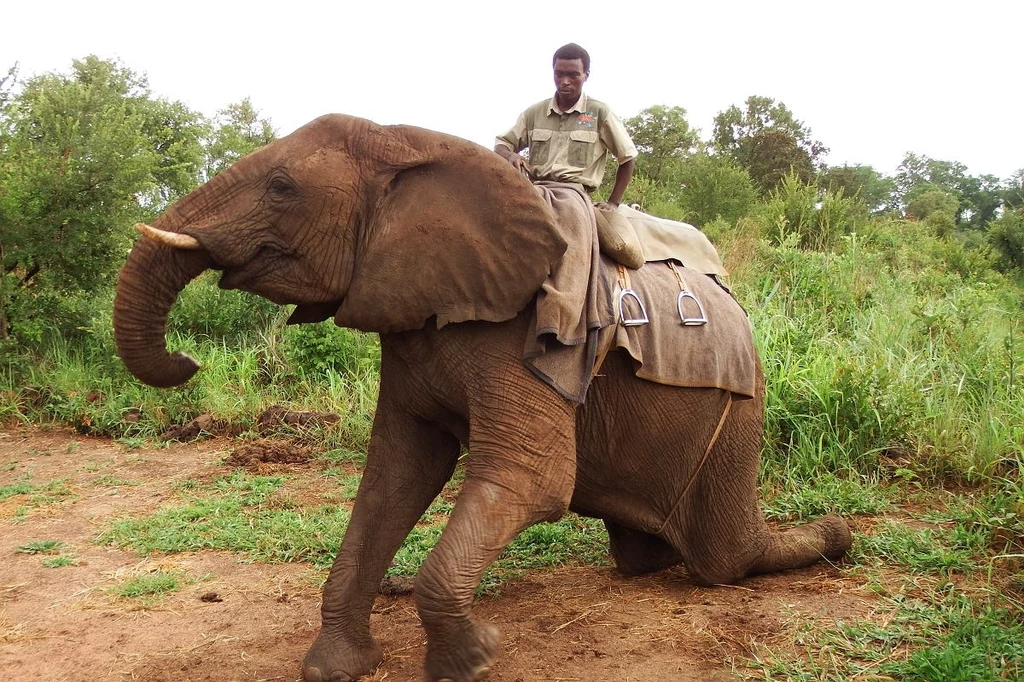 Słoń afrykański w pracy. Zdjęcie autora wykonane w Zimbabwe