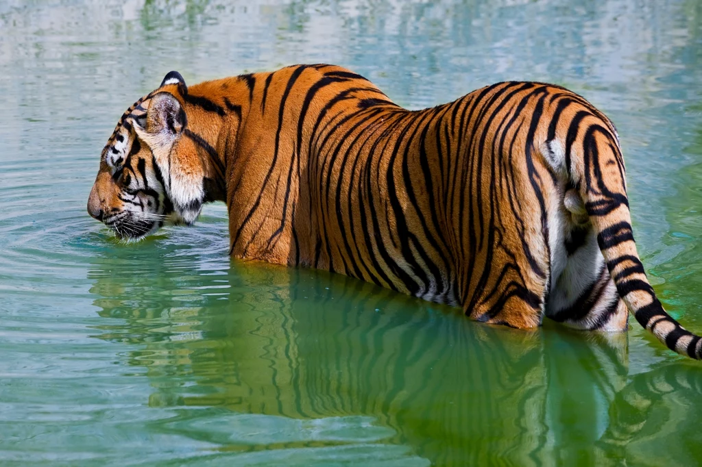Tygrys indochiński wymarł już w Kambodży. Ten sfotografowany został w Tajlandii 