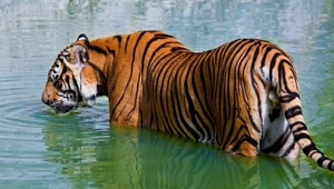 Tygrys indochiński wymarł już w Kambodży. Ten sfotografowany został w Tajlandii 