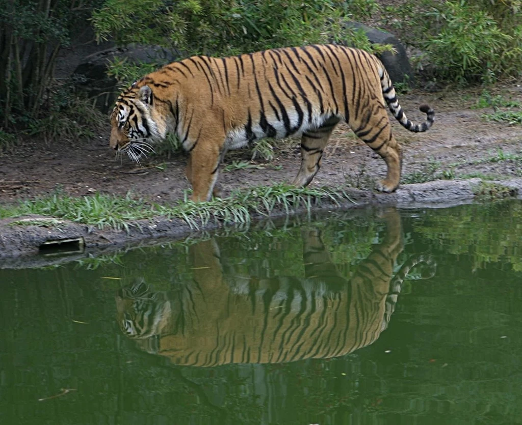 Tygrys indochiński to dzisiaj zaledwie około 1000 osobników w całej Azji