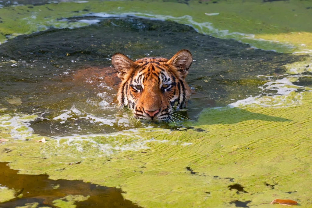 Tygrys indochiński świetnie radzi sobie w zalewowych lasach namorzynowych