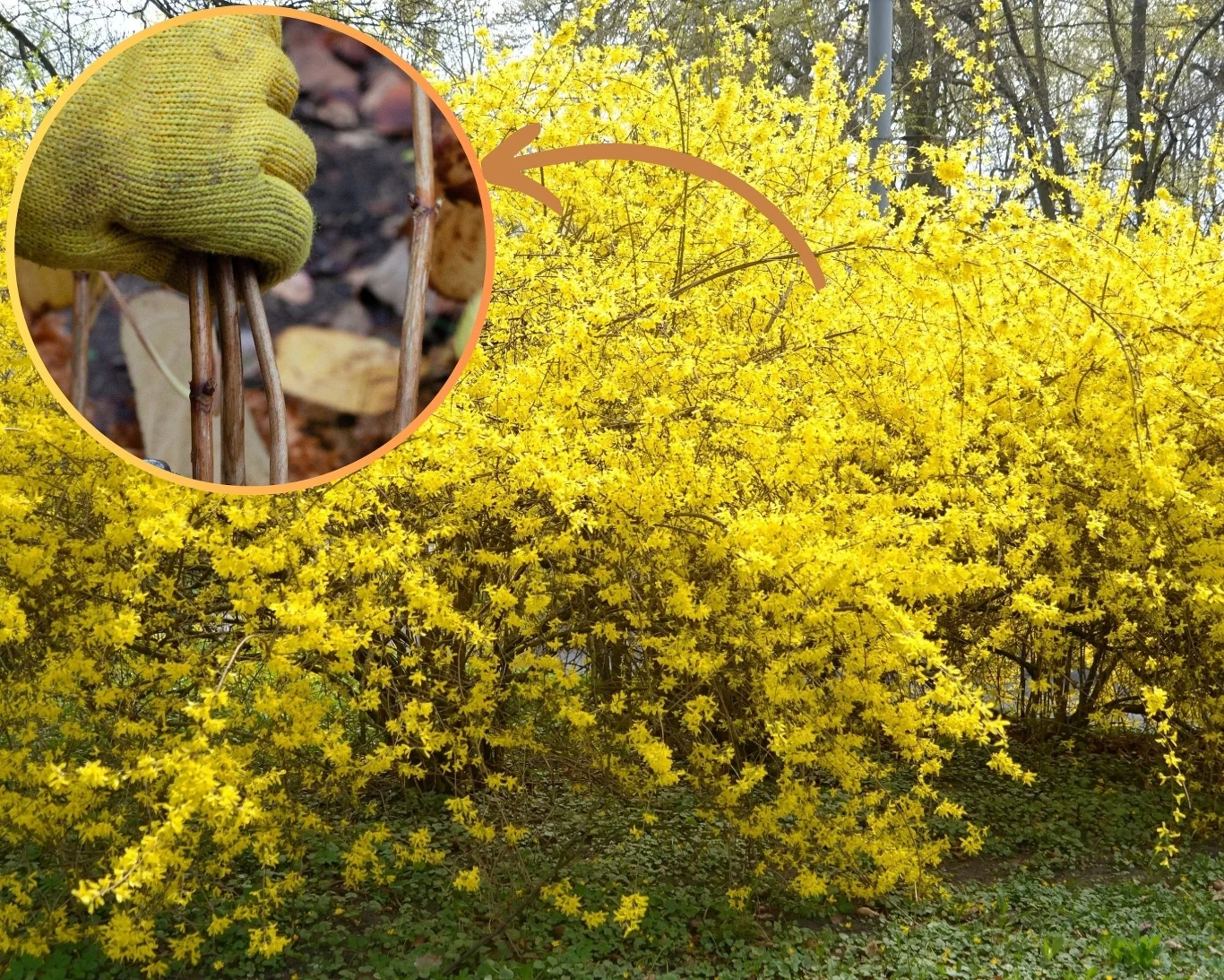 Przez sadzonki zdrewniałe można rozmnażać wiele roślin ozdobnych, jak na przykład forsycje. Kiedy pobierać sadzonki? Przez sadzonki zdrewniałe można rozmnażać wiele roślin ozdobnych, jak na przykład forsycje. Kiedy pobierać sadzonki?