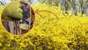 Te krzewy rozmnożysz przez sadzonki zdrewniałe. Już możesz je pobierać