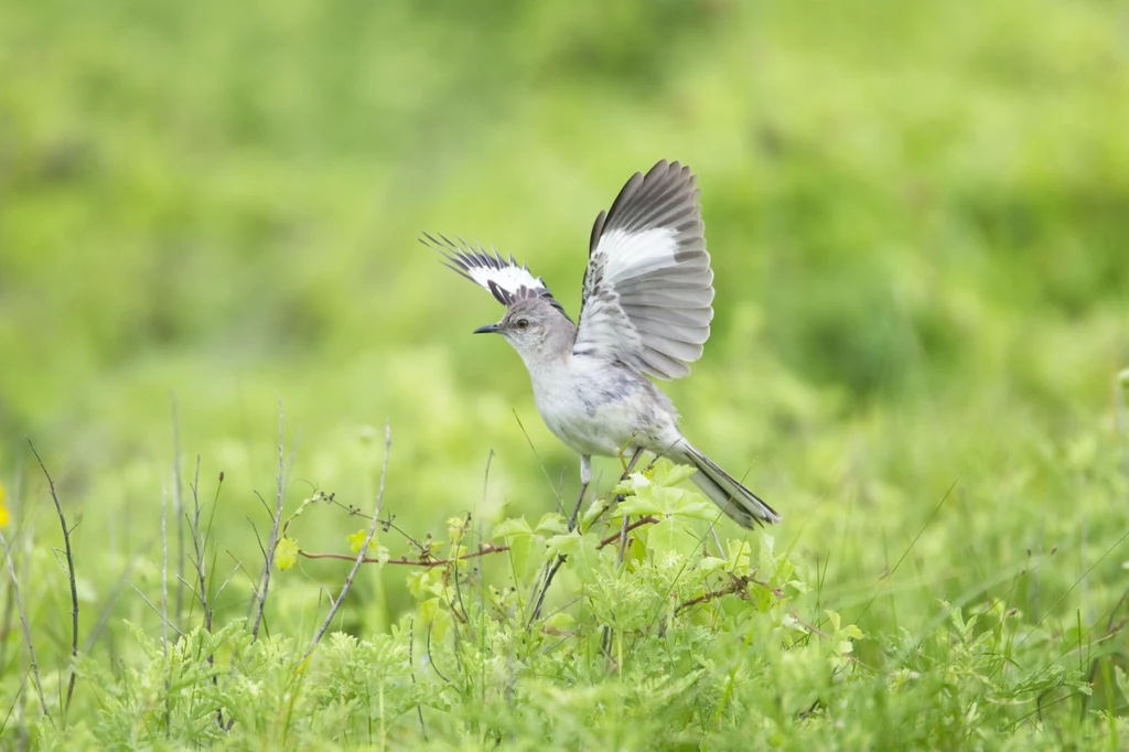 Przedrzeźniacz północny potrafi wypłoszyć z trawy zdobycz dzięki ruchom skrzydeł