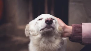 Miasto dopłaci 1500 zł do adopcji psa. Jest jeden warunek