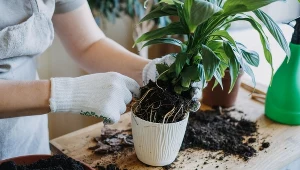 Przesadzasz rośliny? Wsyp łyżeczkę tego produktu, aby nie martwić się pleśnią