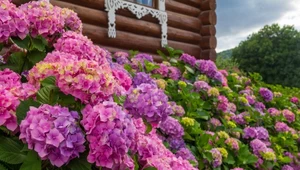 Zrób to z hortensją do końca sierpnia. Obsypie ogród bujnymi kwiatami 