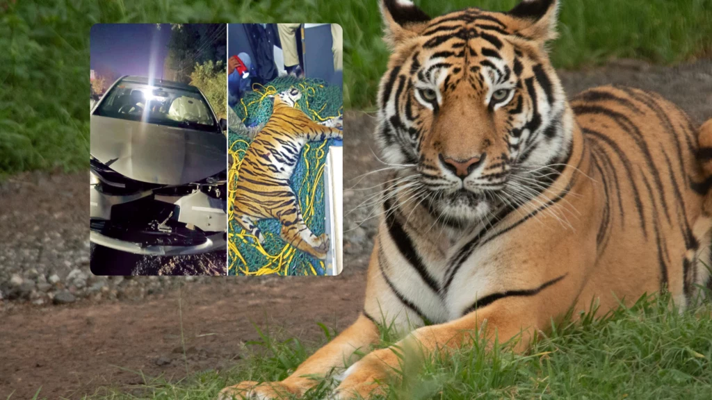 Tygrys bengalski został rozjechany w Indiach (Instagram/ starofmysore)