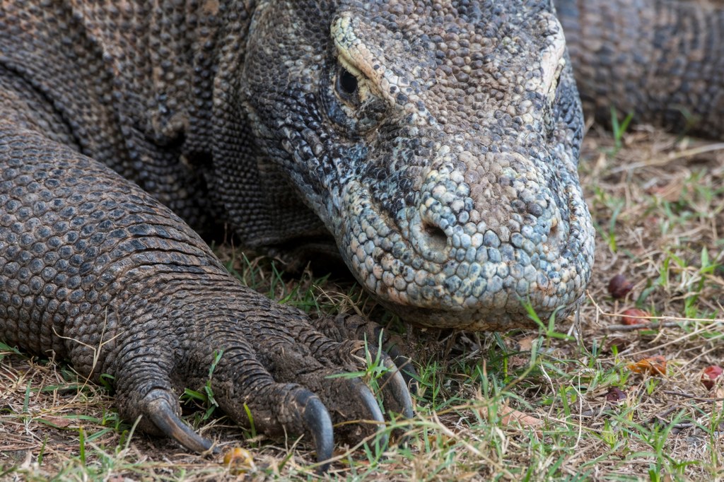 Waran z Komodo uchodzi za największą jaszczurkę świata