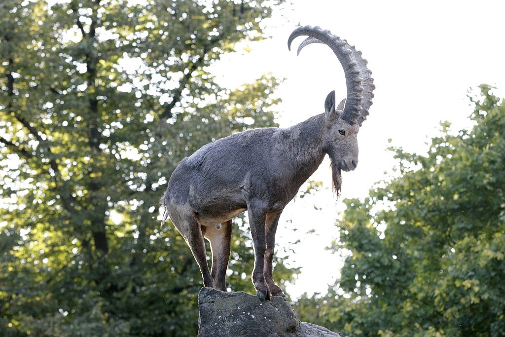 Koziorożec syberyjski w berlińskim zoo