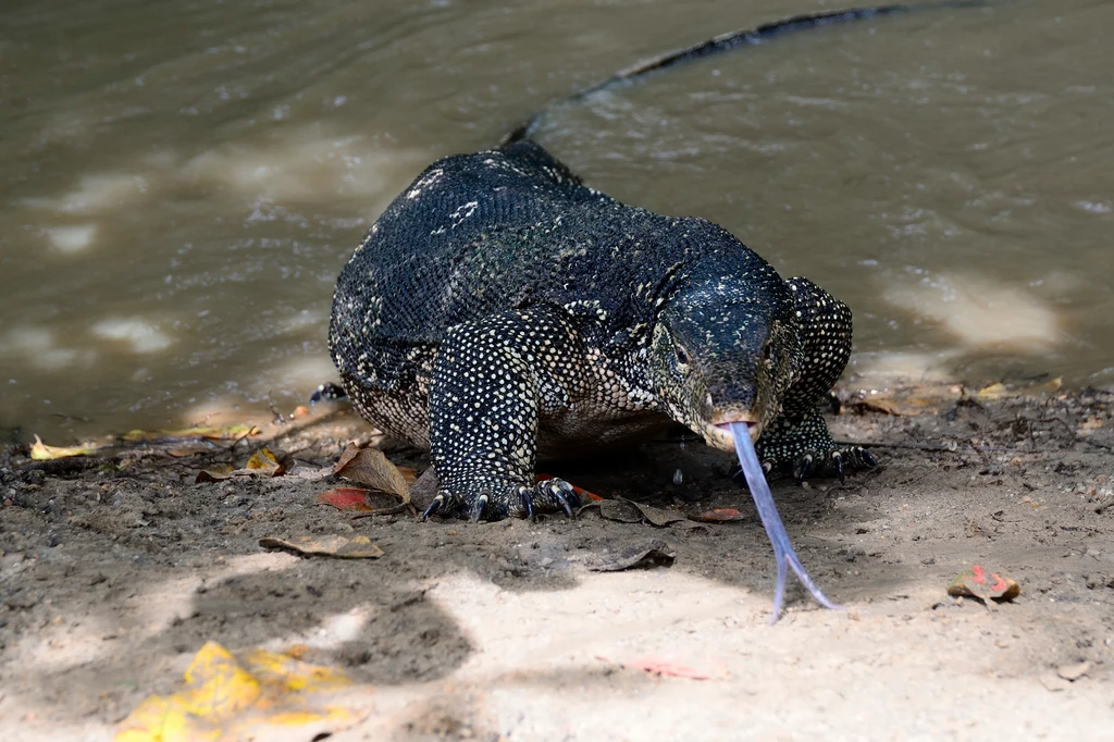Waran paskowany sfotografowany na Sri Lance. Te jaszczurki bywają ogromne