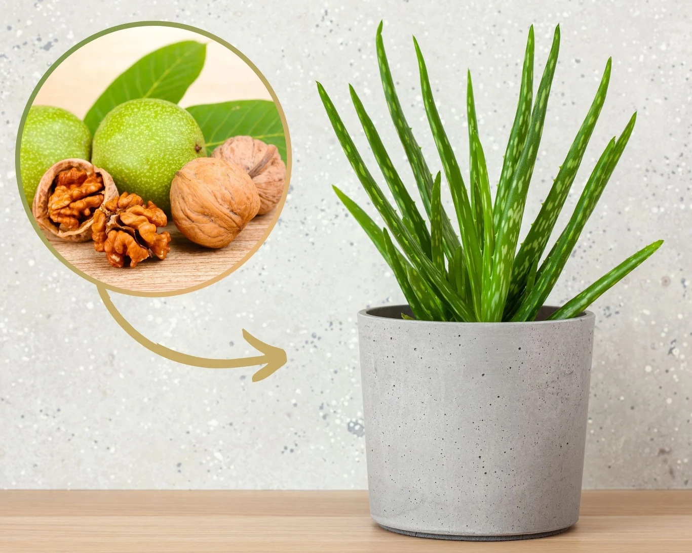 Aloes to popularna roślina, należąca do sukulentów liściowych. Możemy odżywić ją i skłonić do wzrostu, dzięki zastosowaniu specjalnej odżywki z łupin orzecha. Jak ją przygotować? Aloes to popularna roślina, należąca do sukulentów liściowych. Możemy odżywić ją i skłonić do wzrostu, dzięki zastosowaniu specjalnej odżywki z łupin orzecha. Jak ją przygotować?