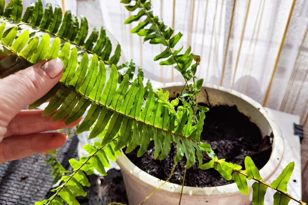 Czym podlewać paprocie żeby ładnie rosły? Wydrąż, dodaj do wody i zasil roślinę