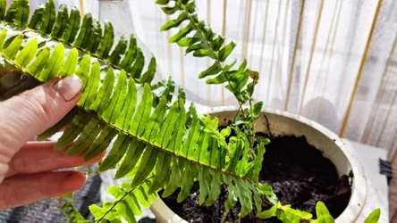 Skoczkonogi mogą zniszczyć niektóre rośliny doniczkowe, w tym popularne w naszych mieszkaniach paprocie