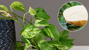 Epipremnum zaatakowały ziemiórki? Włóż to do doniczki, a szybko się wyniosą