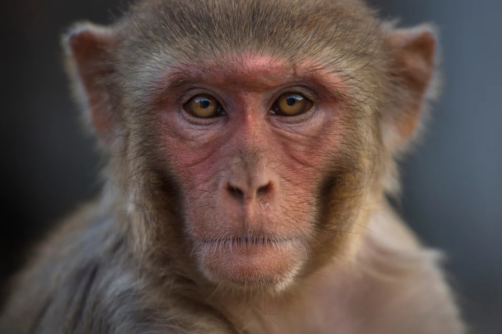Rezusy - popularne w Tajlandii małpy - nagle zaczęły znikać. Co się stało?