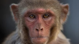 Rezusy - popularne w Tajlandii małpy - nagle zaczęły znikać. Co się stało?