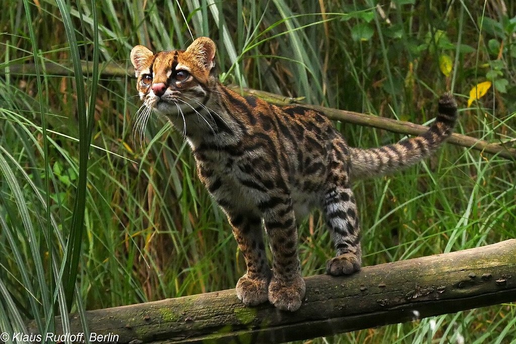 Nowy gatunek ocelota z Ameryki - to Leopardus pardinoides