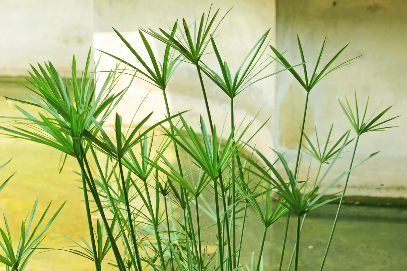 Papirusek to roślina, której nie szkodzi częste podlewanie