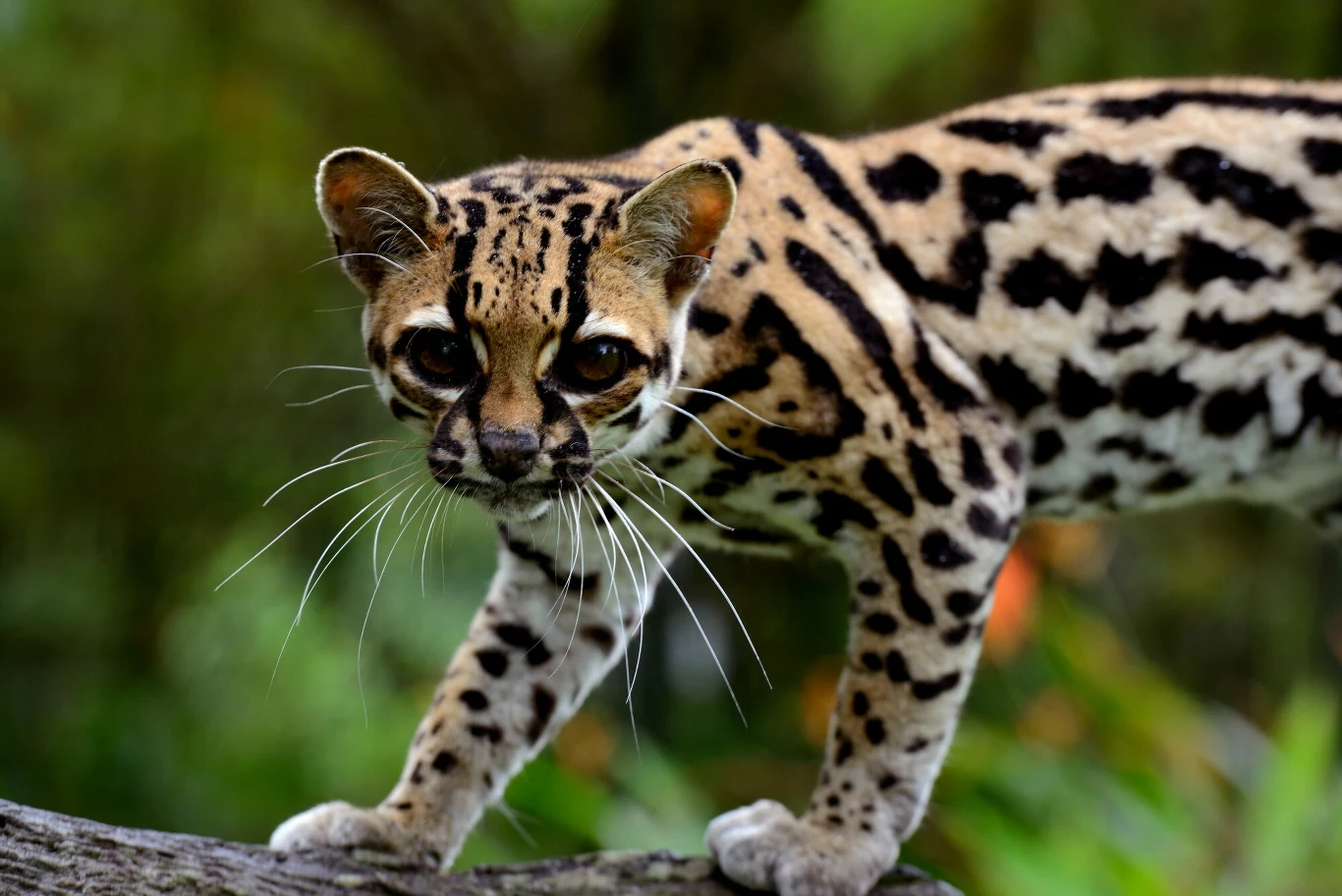 Cętki na ciele ocelota tygrysiego zlewają się w plamy przypominające pręgi