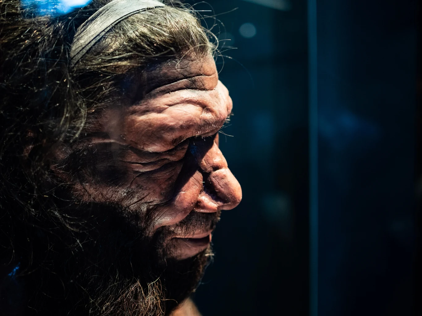 Replika neandertalczyka wystawiona w Muzeum Historii Naturalnej w Londynie Replika neandertalczyka wystawiona w Muzeum Historii Naturalnej w Londynie
