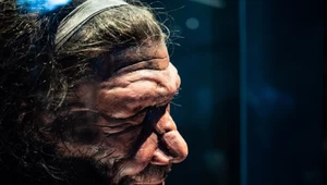 Odkryto niezwykłą prawdę dotyczącą historii człowieka i neandertalczyka