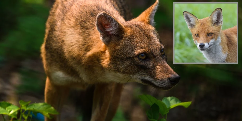 Szakal - gatunek drapieżny z rodzaju psowatych, jest mniejszy od wilka, a budową ciała przypomina nieco lisa  