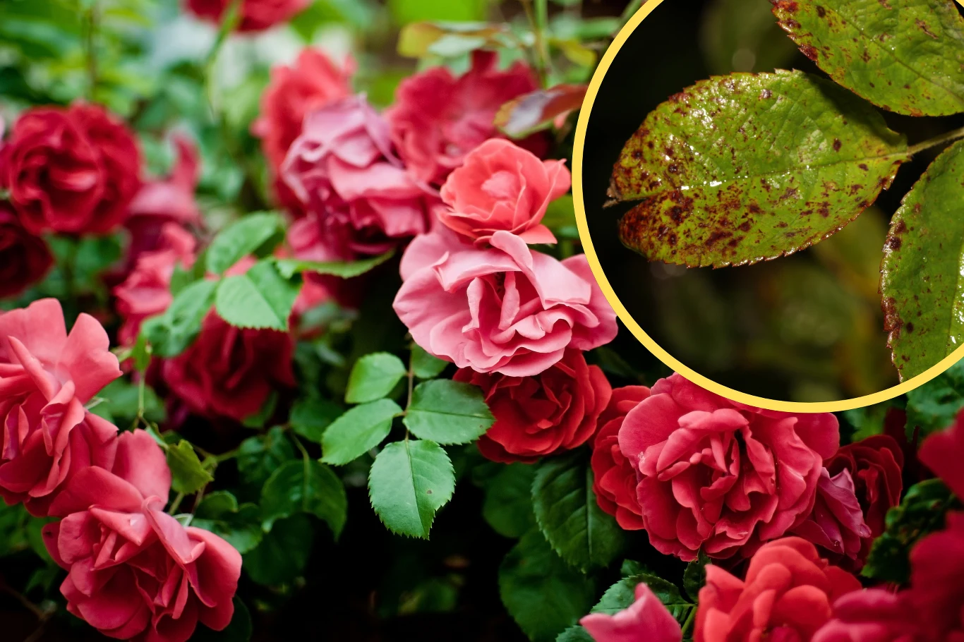 Czarna plamistość róż może doprowadzić do osłabienia rośliny