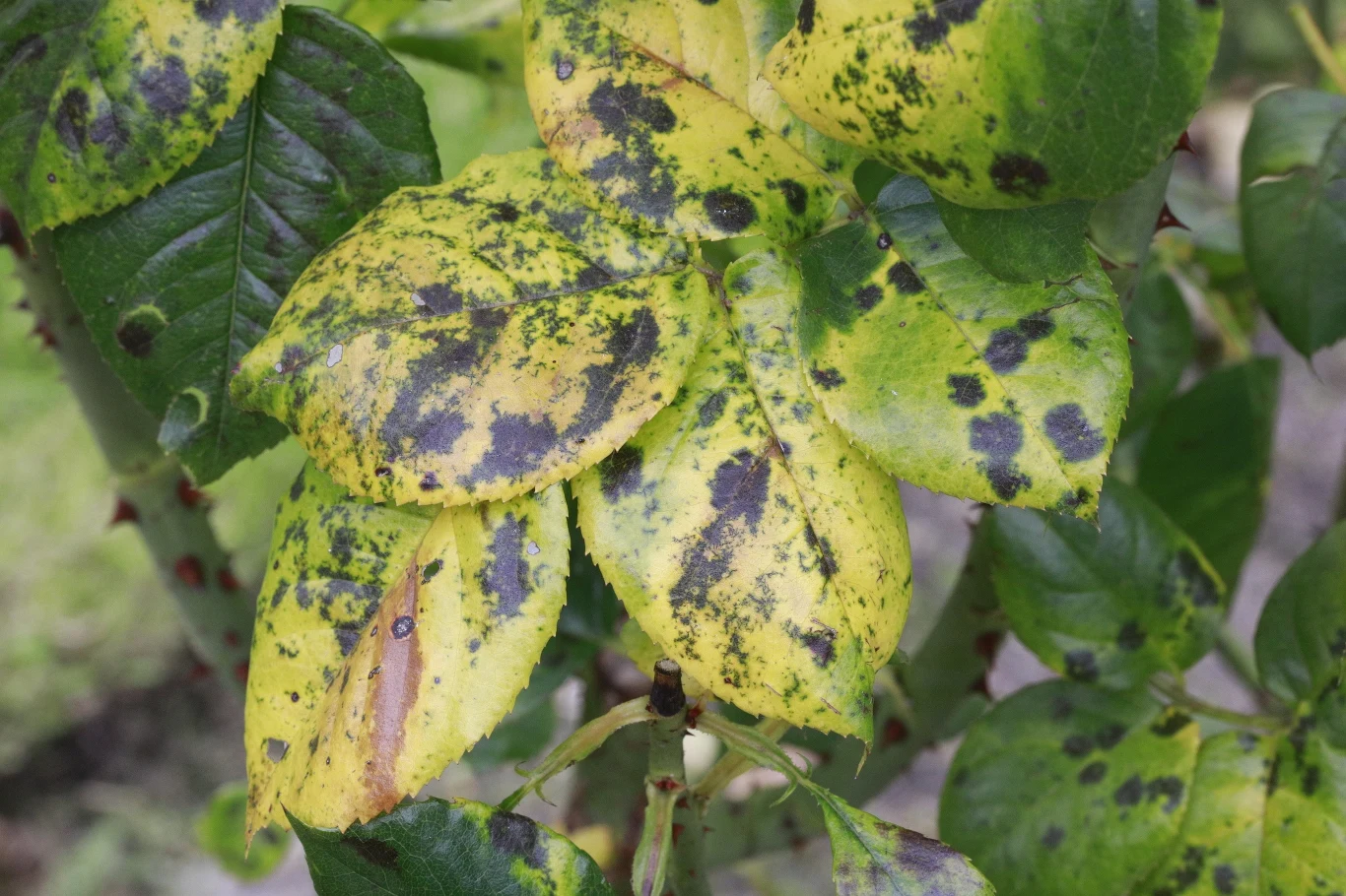 Liście zaatakowane chorobą potrafią całkowicie zżółknąć (lub sczernieć) i opaść na długo przed końcem lata.