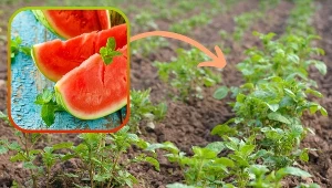 Zjedz miąższ, a skórką odżyw rośliny. Nawóz z tego owocu przygotujesz raz-dwa