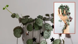 Nazywana jest „lampionem chińskim” i „łańcuchem serc”. Sukulent podbija serca miłośników roślin