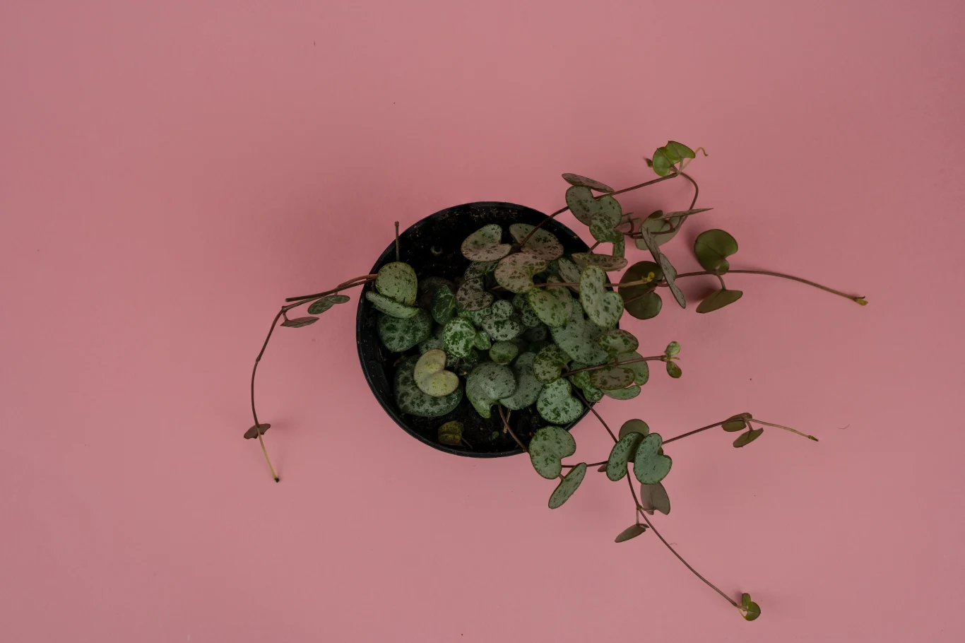 Lampion chiński to urokliwa roślina, która nie ma wielkich wymagań uprawowych. 