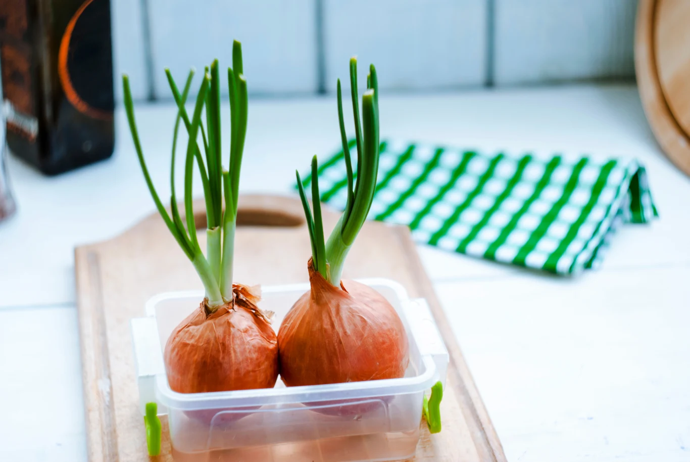 Co można zrobić z kiełkującą cebulą?