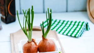 Wyrzucasz cebulę, która zakiełkowała? To znak, że nie wiesz, jak ją wykorzystać