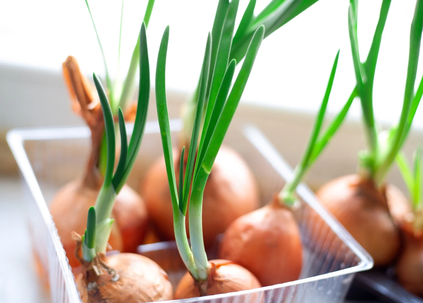 Świeżo wyrośnięty szczypiorek sprawdzi się jako dodatek do kanapek, jajecznicy czy pasty jajecznej. Kiełkującą cebulę również można wykorzystać. Trzeba to jednak zrobić jak najszybciej.