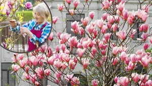 Marzysz o magnolii w ogrodzie, lecz ceny sadzonek są zbyt wysokie? Możesz mieć je za darmo