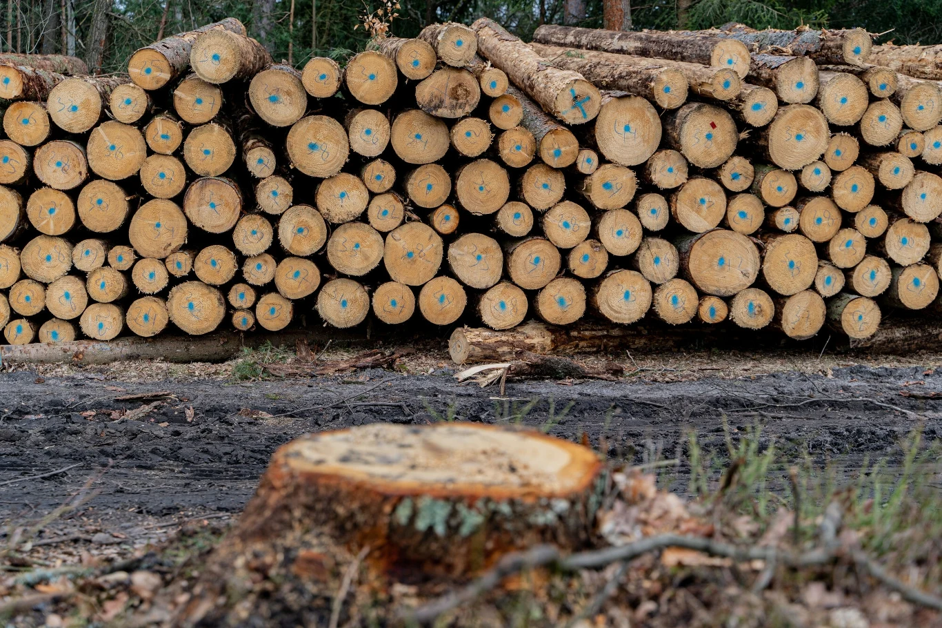  Rząd obiecał m.in. wstrzymać wycinki w kluczowych i cennych przyrodniczo obszarach
