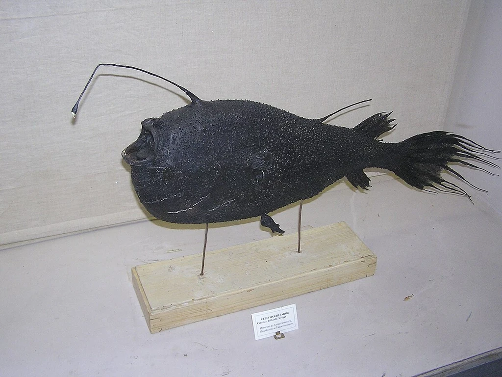 Samica i zrośnięty z nią samiec matronicy Holboella - ryby żyjące ponad 4000 metrów pod wodą