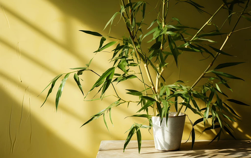 Bambus w warunkach domowych potrzebuje dużo światła, dlatego wymaga jasnego i słonecznego stanowiska 