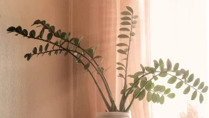 Zamiokulkas dziwnie się wygina? Zrób to, a przestanie „uciekać” z doniczki