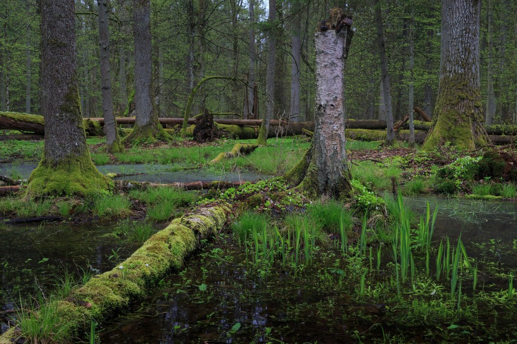 2 lutego obchodzony jest Światowy Dzień Mokradeł. Dlaczego tereny bagienne są tak ważne dla środowiska i klimatu? 