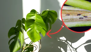 Rośliny marnieją, a na liściach pojawiają się plamy? Zrób to, a uratujesz je przed szkodnikami