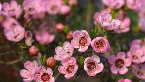 Niedoceniana królowa parapetu. Sąsiadki oszaleją z zazdrości, kiedy zobaczą woskówkę w twoim domu