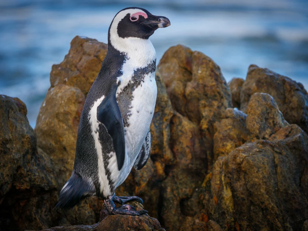 Pingwin przylądkowy w naturalnych warunkach