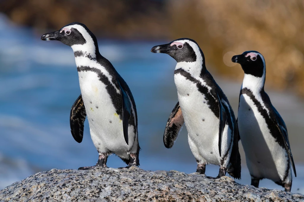Niestety pingwin przylądkowy jest zagrożony wyginięciem, a trend ten niepokojąco się utrzymuje od kilkunastu lat