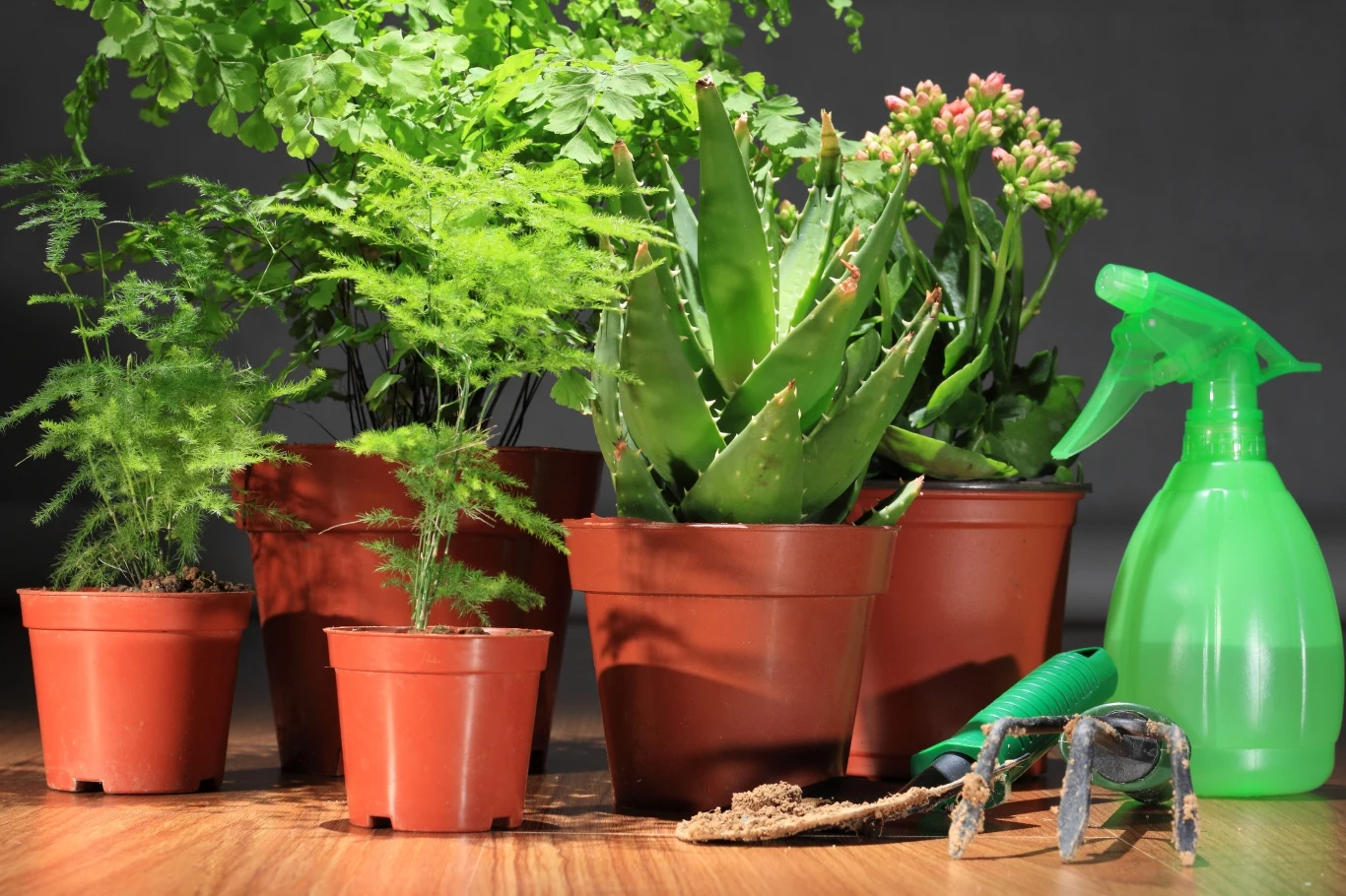 W wyniku rozmaitych chorób roślina traci swój piękny wygląd - liście brązowieją albo żółkną, opadają, kwiaty się nie pojawiają, a czasem cały kwiat po prostu usycha