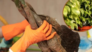 Te rośliny doniczkowe przypominają drzewa. Są idealne do dużych pomieszczeń